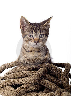 chat