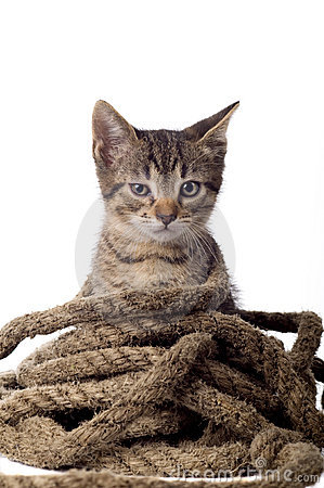 chat