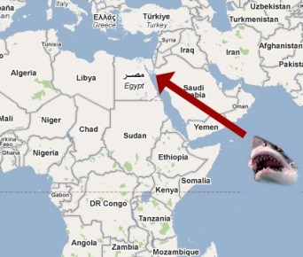 shark