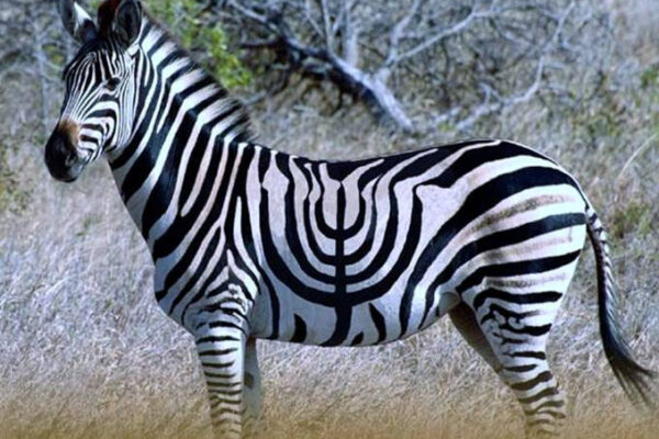 zebre-hanouka