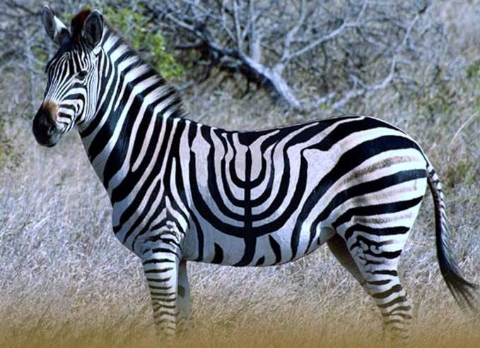 zebre-hanouka