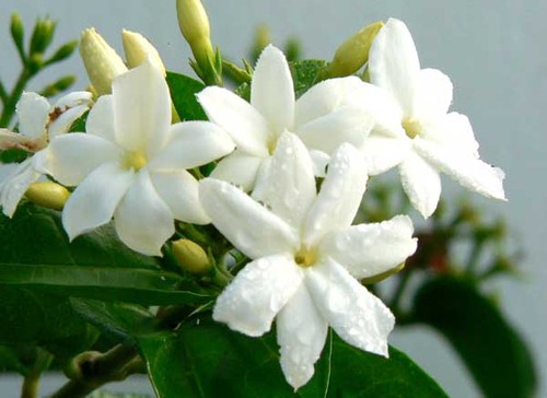 jasmin1