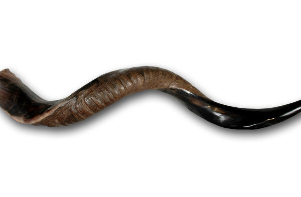 shofar