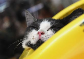 Un chat kleptomane CHATklepto
