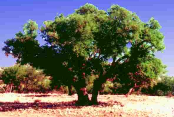 argan2