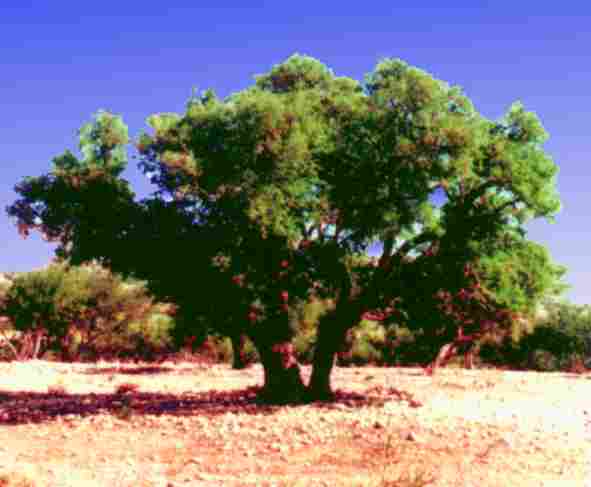 argan2