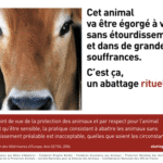 abattage-rituel