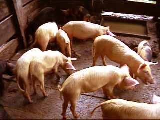 porcs1