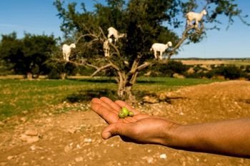 argan1