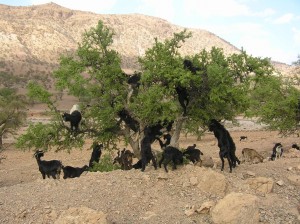 huile-argan-4a67-12a1a