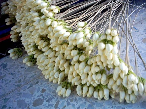 jasmin2