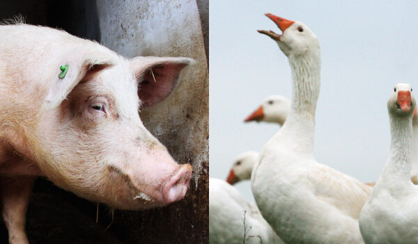 pork_goose_108021665_620x350