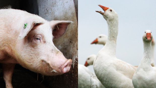 pork_goose_108021665_620x350