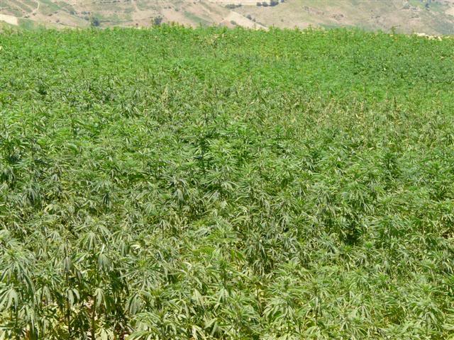 Ketama-Marihuana