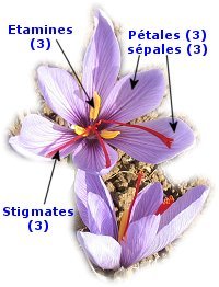 safranantes