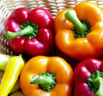 Poivrons et Piments en saumure poivropn1A