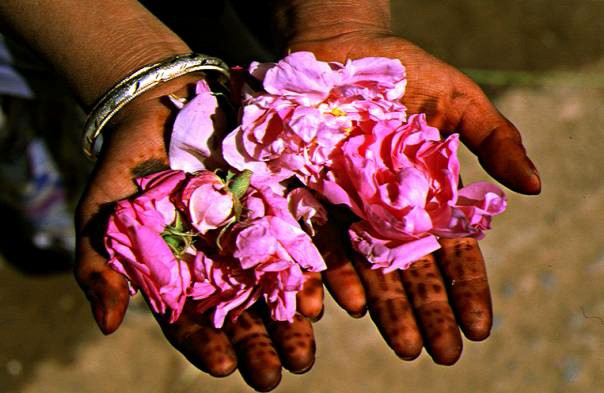 roses