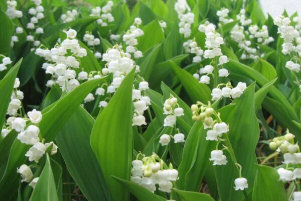 muguet