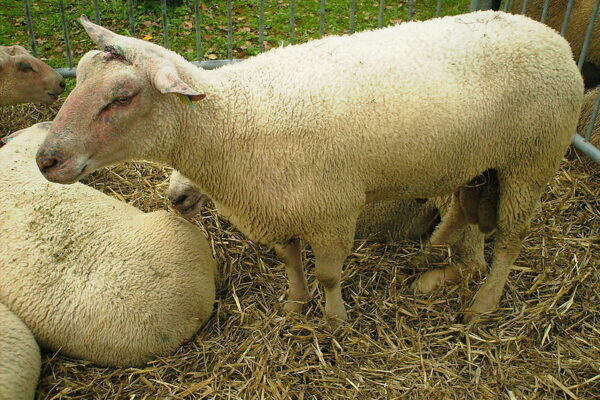 Le mouton Mouton_Charollais
