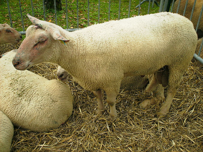 Mouton_Charollais