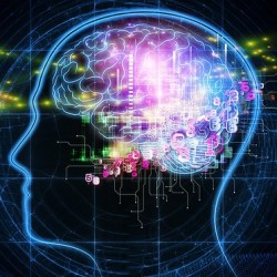 cerveau101