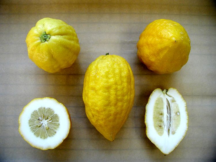 etrog2