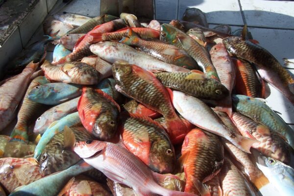 marche-aux-poissons5266
