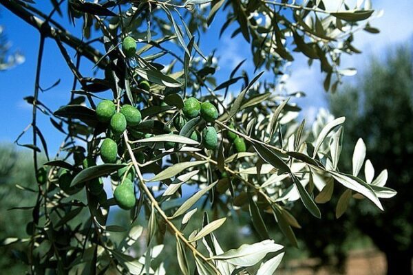 olives74-c