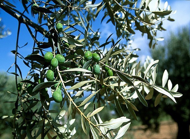 olives74-c