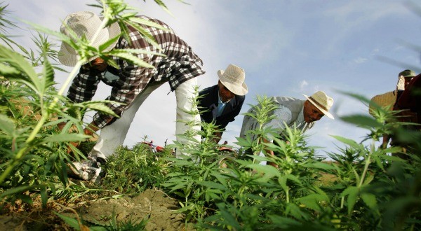 cannabismaroc