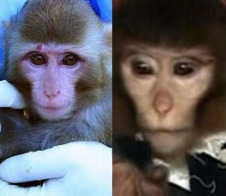 le-singe-460