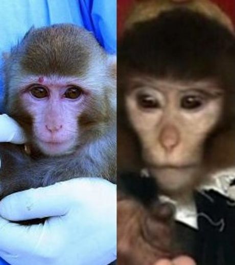 le-singe-460