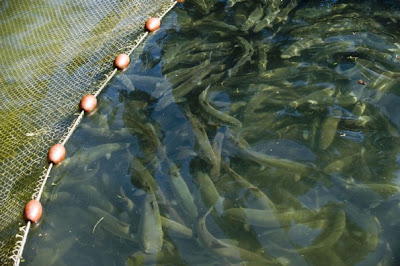 ELEVAGE DE POISSONS