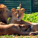 lion atlas