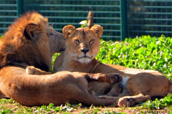 lion atlas