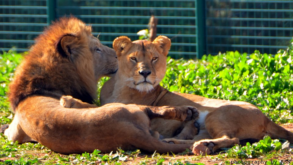 lion atlas