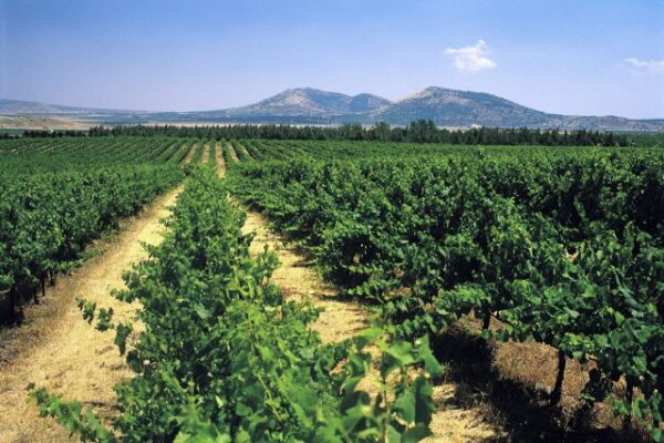vignobles-israel