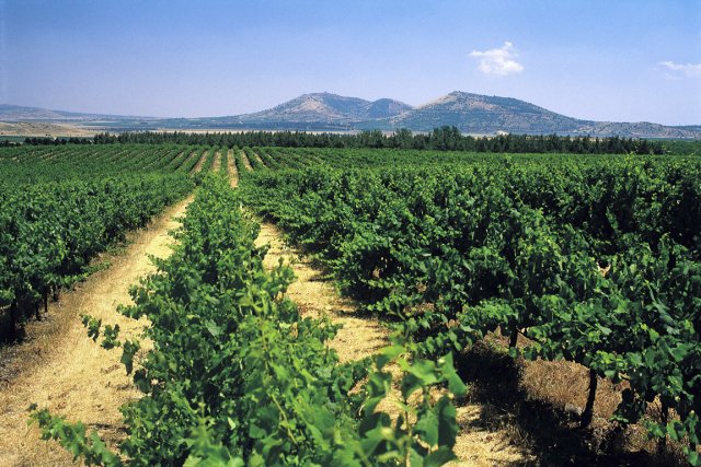 vignobles-israel