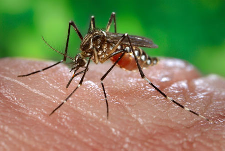 Mosquito