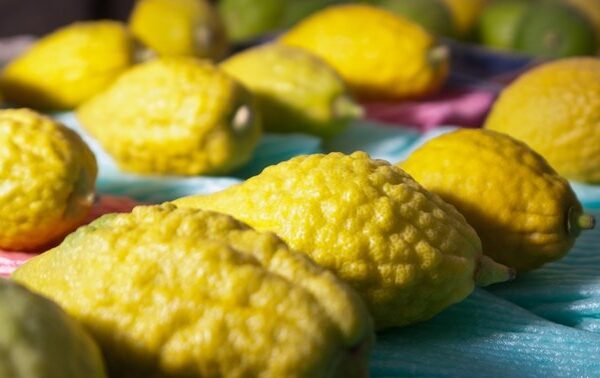 etrog