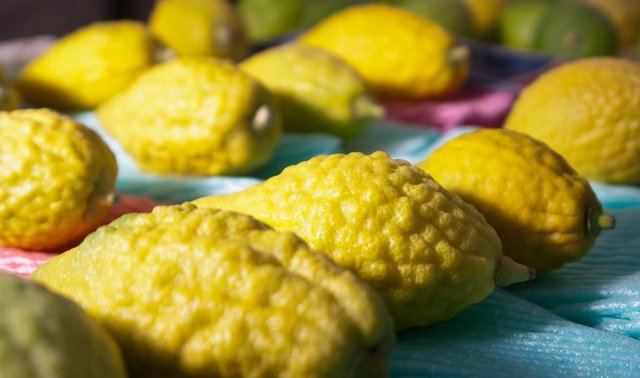 etrog