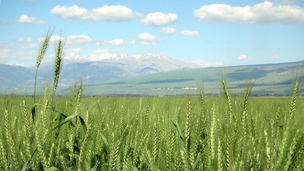 chemita-Israel