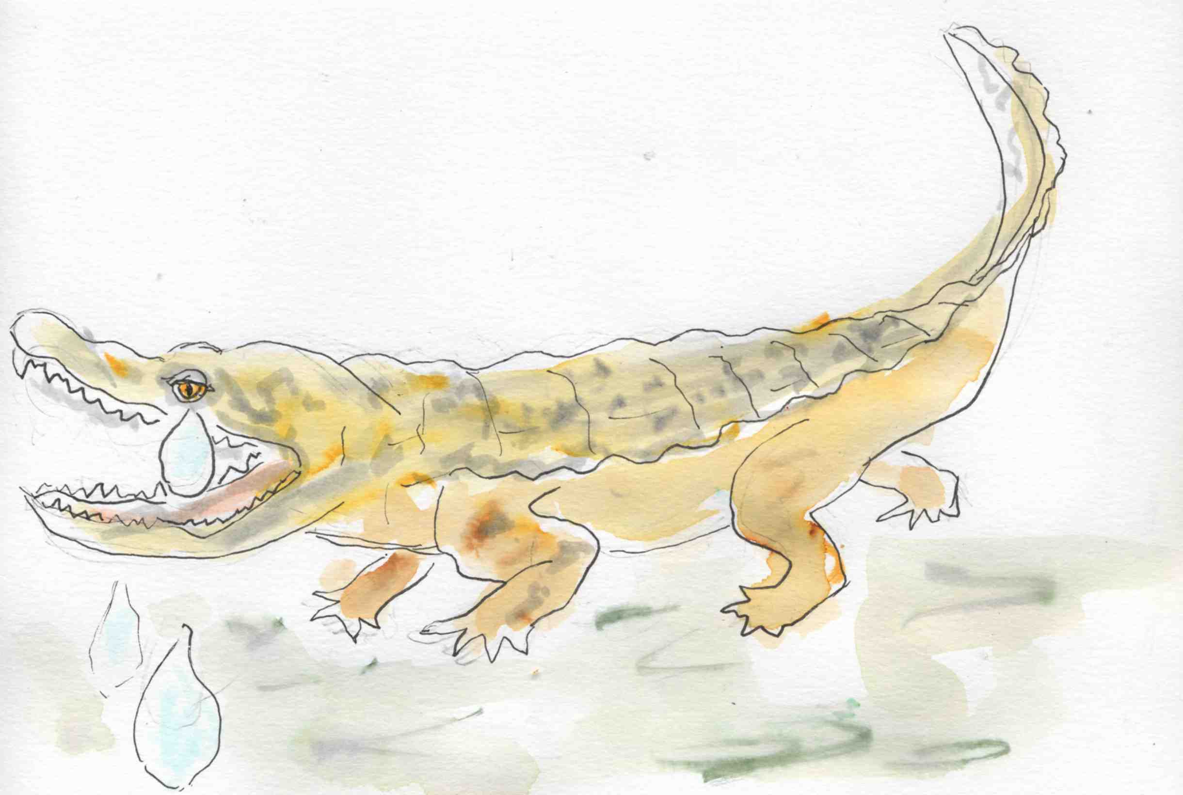 croco2dfa36970d