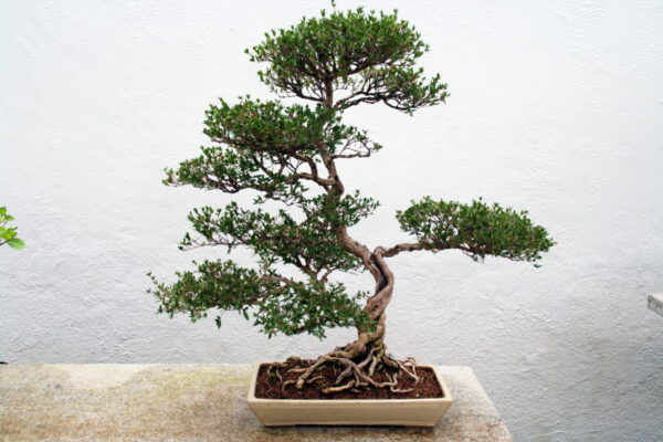 Le bonsaï et l’arbre de vie, par Bob Oré Abitbol bonsai