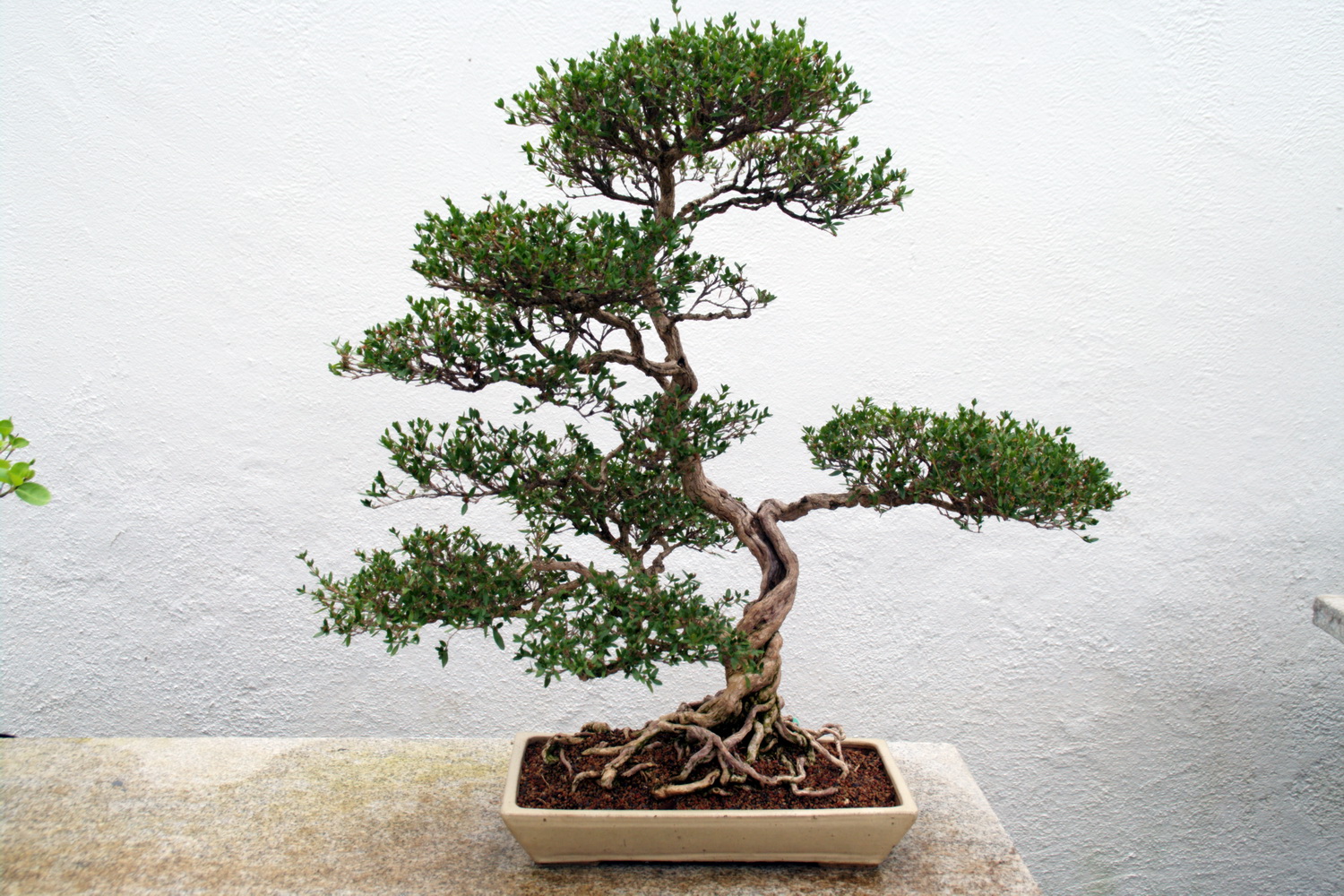 bonsai