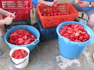 tomatessechees