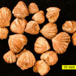 fossiles-de-brachiopodes2