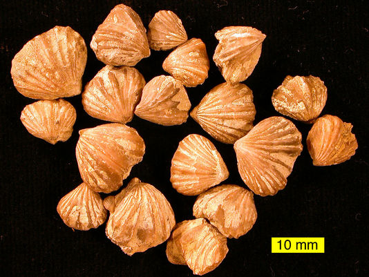 fossiles-de-brachiopodes2