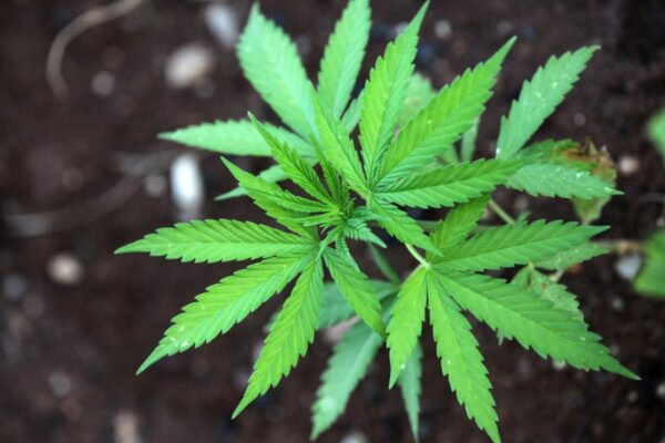marijuana