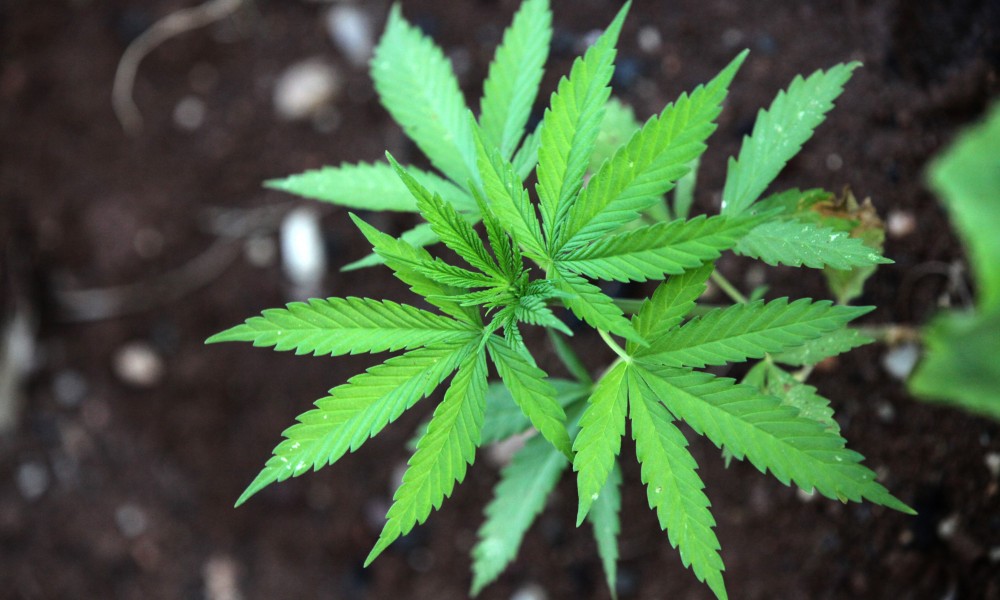 marijuana